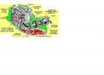 transmision transversal.JPG