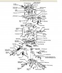 MOTORCRAFT VENTURI VARIABLE.JPG