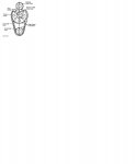 distribucion ford 3.8L 95-2000.JPG